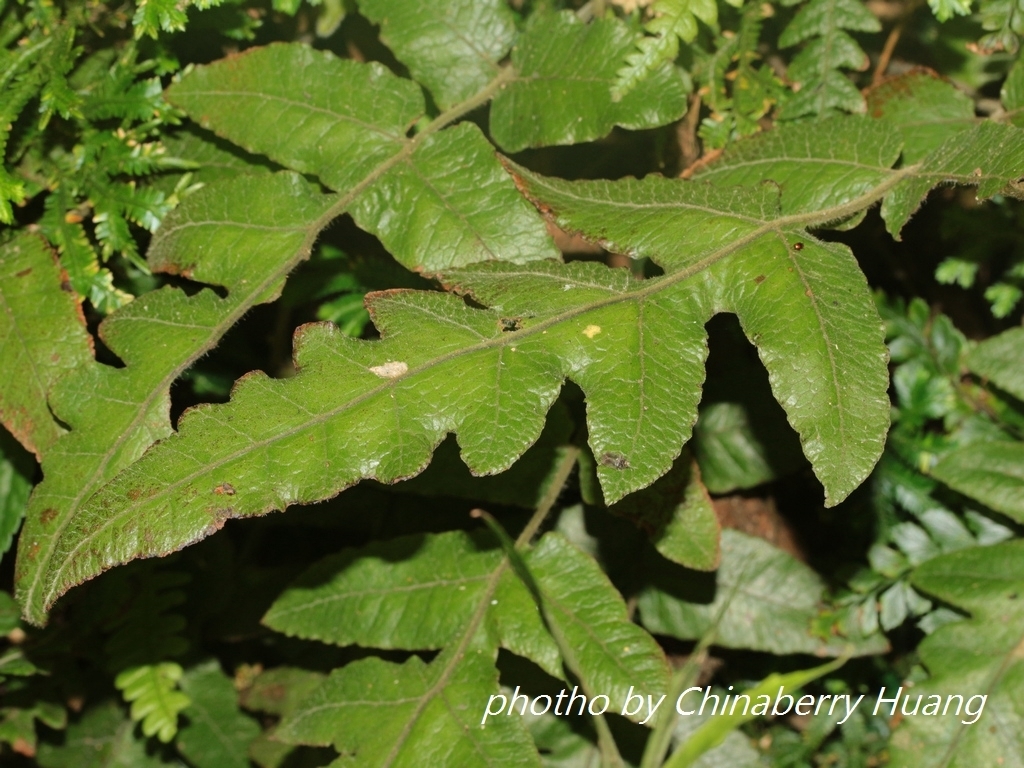 Stegnogramma griffithii