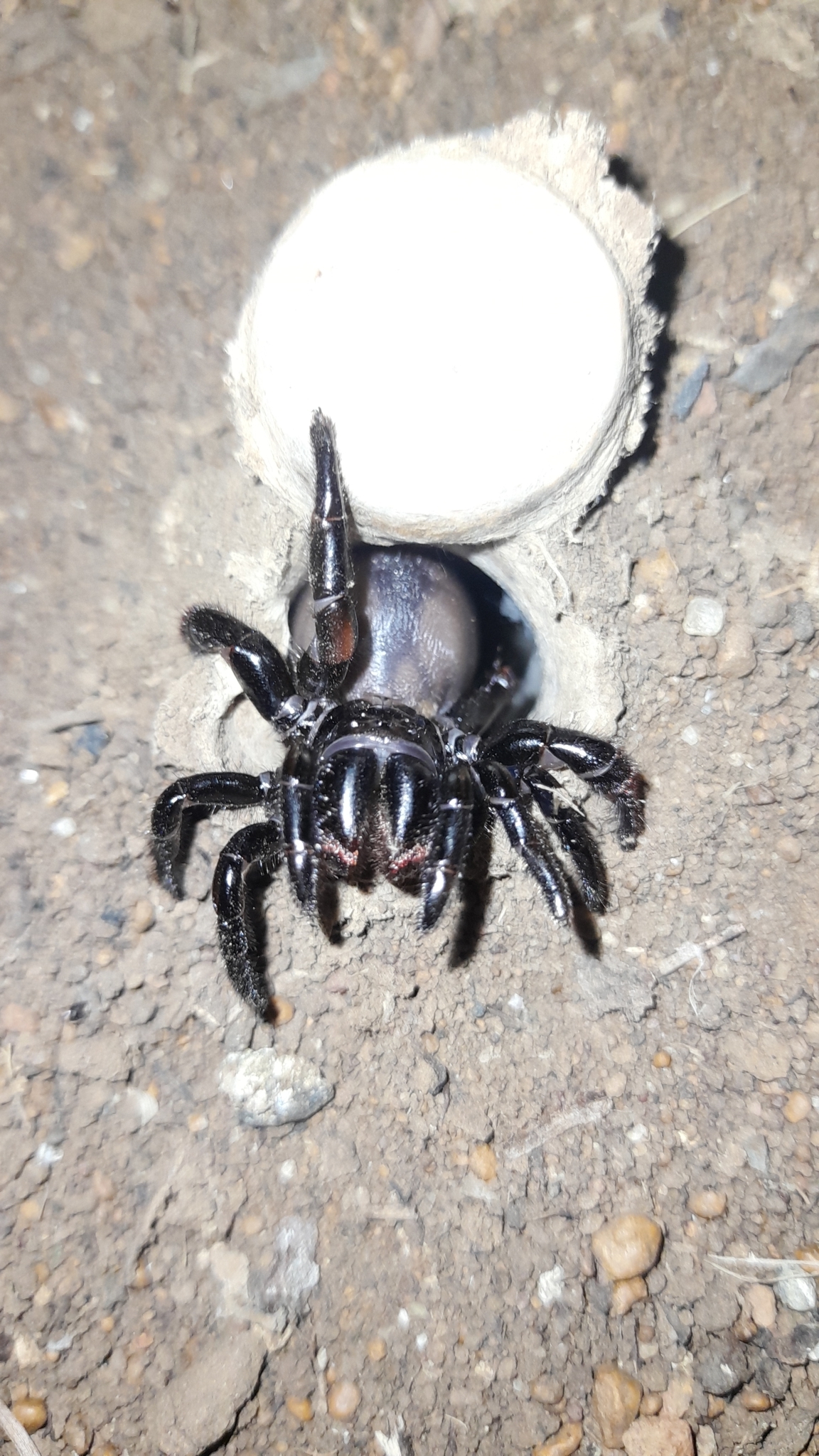 Actinopus robustus (O.Pickard-Cambridge, 1892)