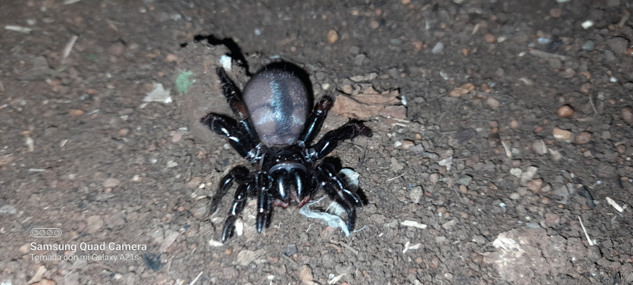 Actinopus robustus (O.Pickard-Cambridge, 1892)