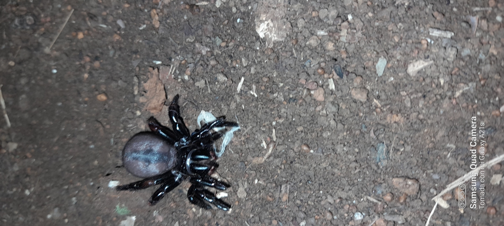 Actinopus robustus (O.Pickard-Cambridge, 1892)