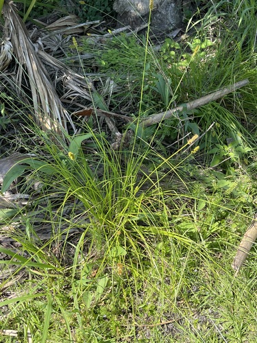 Image of Carex fissa by no rights reserved