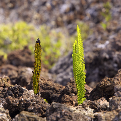 Polypodium pellucidum