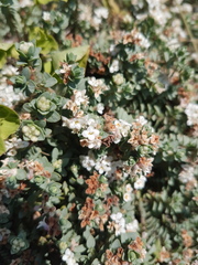 Pimelea carnosa
