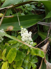 Scandia rosifolia
