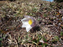 Pulsatilla vernalis