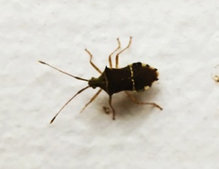 Cletomorpha