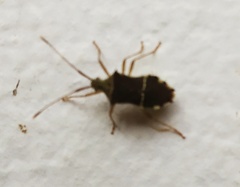 Cletomorpha