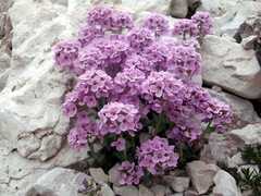 Noccaea rotundifolia