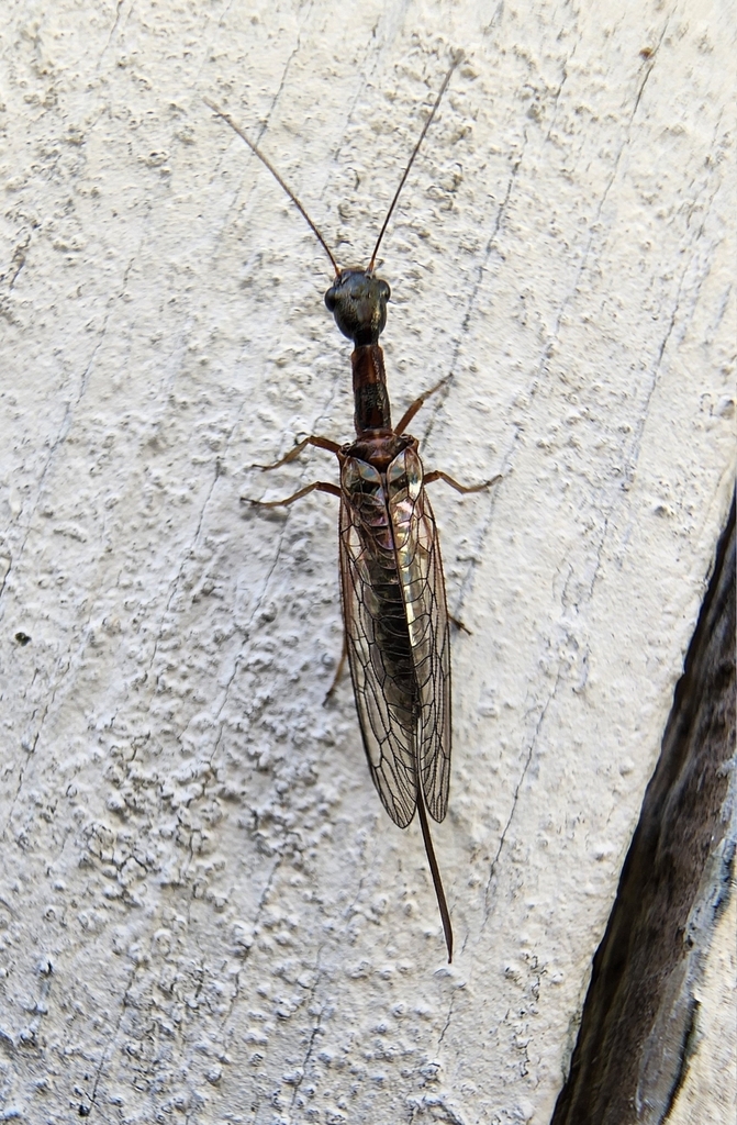 Agulla arizonica