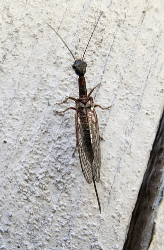 Agulla arizonica