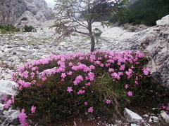 Rhodothamnus chamaecistus