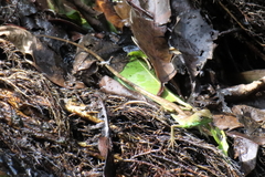 Physignathus cocincinus