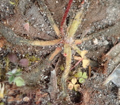 Drosera natalensis