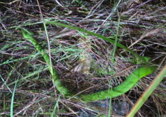 Trimeresurus insularis