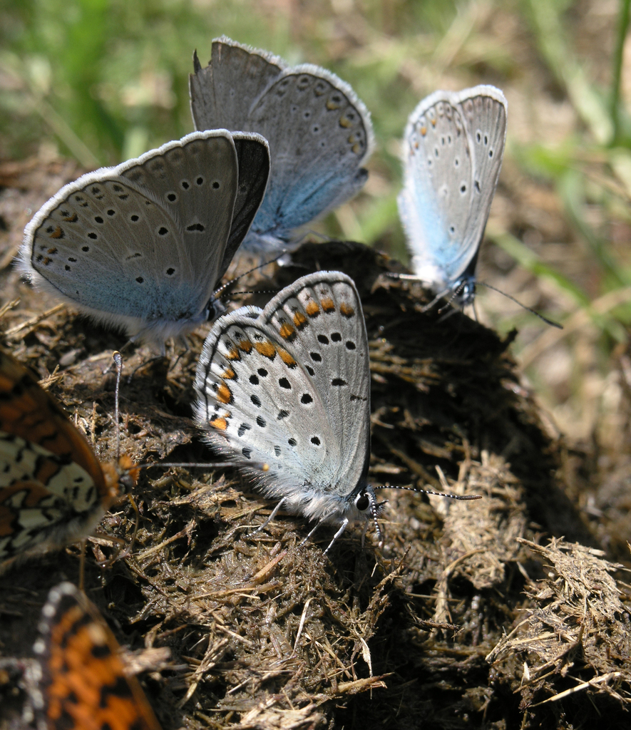 Fischer's Blue