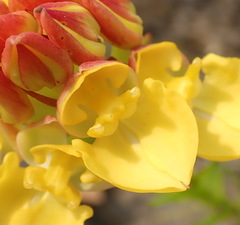 Ceratandra grandiflora