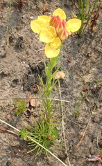 Ceratandra grandiflora