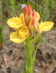 Ceratandra grandiflora