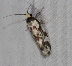 Lactura cristata