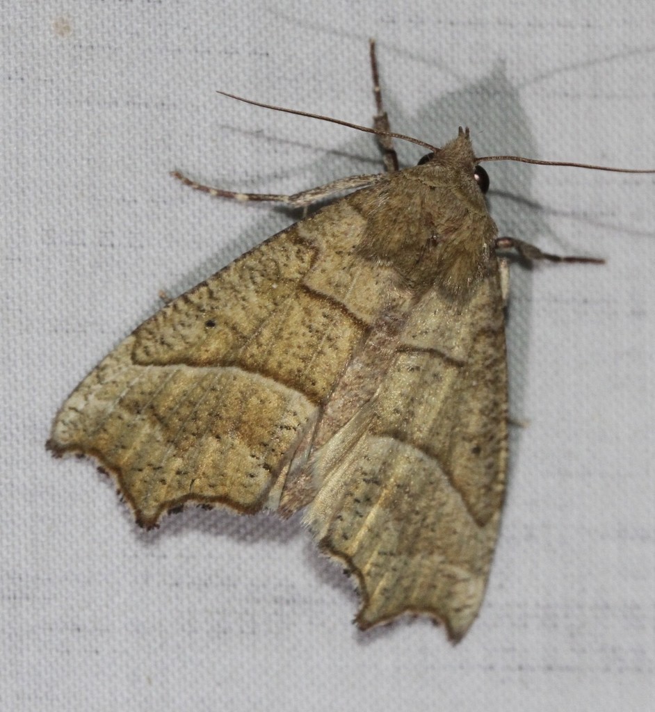 Anomis psamathodes