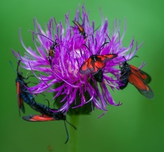 Zygaena osterodensis