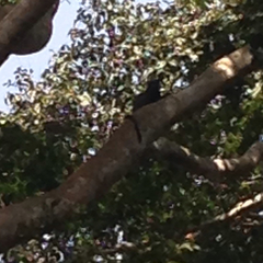 Cercopithecus nictitans