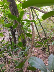 Corynocarpus laevigatus