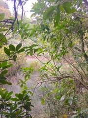 Melicytus ramiflorus ramiflorus