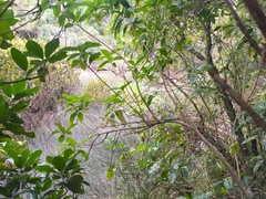 Melicytus ramiflorus ramiflorus