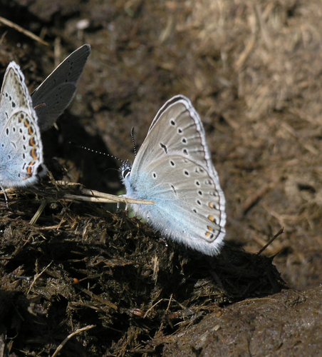 Polyommatus amandus