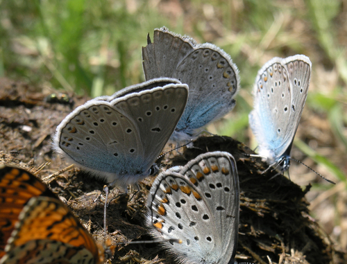 Amanda's Blue, Russia, Aliai Republic, Ust'-Koksa District, the northern principal slope of the Katunskie Belki Mountain Range, the Oroktoy Brook valley, the Konoplyanaya Polyana glade, photo 8 of 10