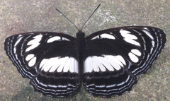 Neptis strigata