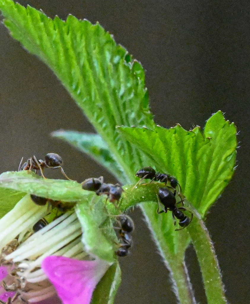 Odorous House Ant From Greater Vancouver British Columbia Canada On   Large 