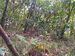 Melicytus ramiflorus ramiflorus