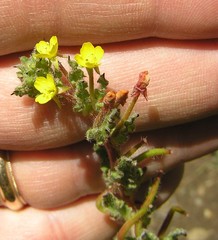 Camissoniopsis hirtella