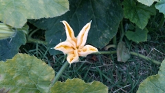 Cucurbita moschata