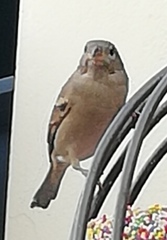 Passer domesticus