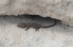Tarentola mauritanica