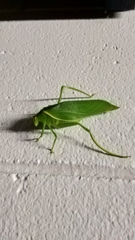 Paracaedicia serrata