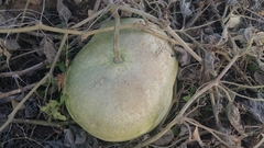 Cucurbita moschata