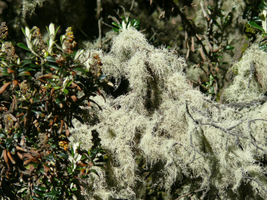 Usnea durietzii