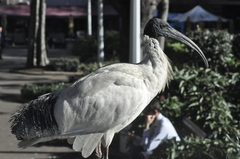 Threskiornis molucca