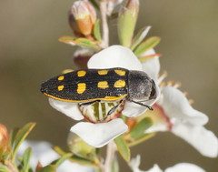 Castiarina xanthopilosa