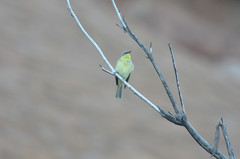 Ptilotula keartlandi