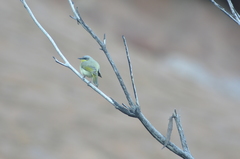 Ptilotula keartlandi
