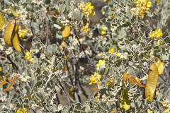 Senna artemisioides helmsii