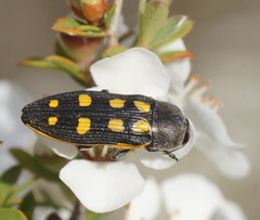Castiarina xanthopilosa