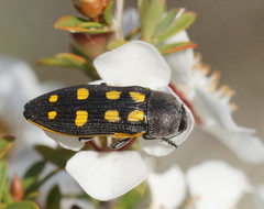 Castiarina xanthopilosa