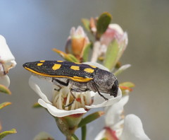 Castiarina xanthopilosa