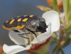 Castiarina xanthopilosa